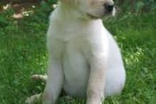 cães, raças, inteligência, animais