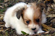 cães, raças, inteligência, animais