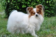 cães, raças, inteligência, animais