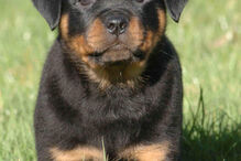 cães, raças, inteligência, animais