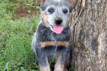 cães, raças, inteligência, animais