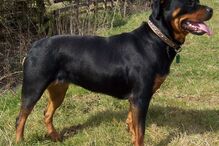 cães, raças, inteligência, animais