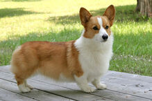 cães, raças, inteligência, animais