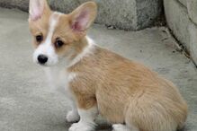 cães, raças, inteligência, animais