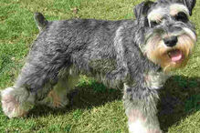 cães, raças, inteligência, animais