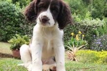 cães, raças, inteligência, animais