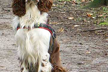 cães, raças, inteligência, animais