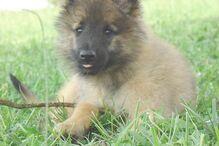 cães, raças, inteligência, animais