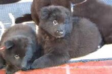 cães, raças, inteligência, animais