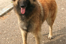 cães, raças, inteligência, animais