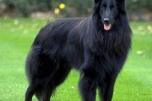 cães, raças, inteligência, animais