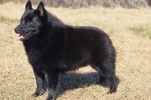 cães, raças, inteligência, animais