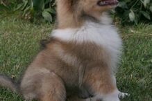 cães, raças, inteligência, animais