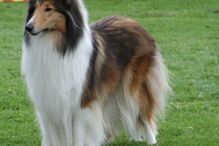 cães, raças, inteligência, animais