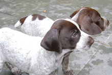 cães, raças, inteligência, animais