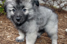 cães, raças, inteligência, animais