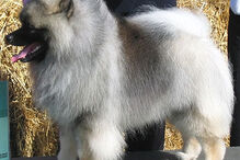 cães, raças, inteligência, animais