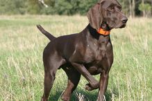 cães, raças, inteligência, animais