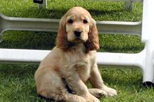 cães, raças, inteligência, animais