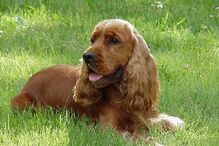 cães, raças, inteligência, animais