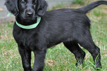 cães, raças, inteligência, animais