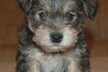 cães, raças, inteligência, animais