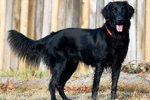 cães, raças, inteligência, animais