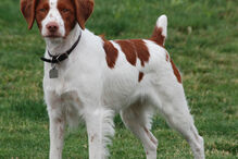 cães, raças, inteligência, animais