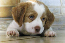 cães, raças, inteligência, animais