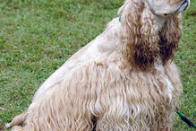 cães, raças, inteligência, animais