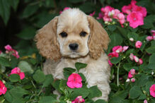 cães, raças, inteligência, animais