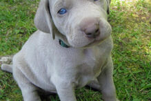 cães, raças, inteligência, animais