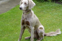 cães, raças, inteligência, animais