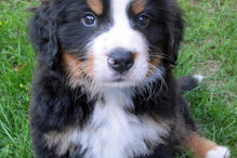 cães, raças, inteligência, animais