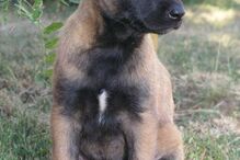 cães, raças, inteligência, animais