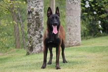 cães, raças, inteligência, animais