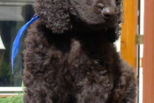 cães, raças, inteligência, animais