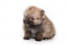 cães, raças, inteligência, animais