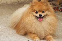 cães, raças, inteligência, animais