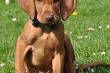 cães, raças, inteligência, animais