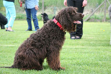 cães, raças, inteligência, animais
