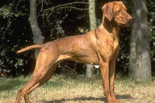 cães, raças, inteligência, animais