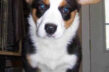 cães, raças, inteligência, animais