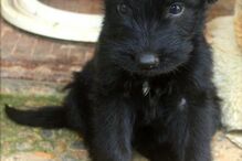 cães, raças, inteligência, animais