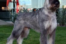 cães, raças, inteligência, animais