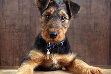 cães, raças, inteligência, animais