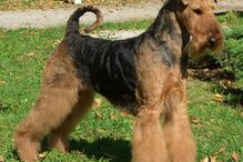 cães, raças, inteligência, animais