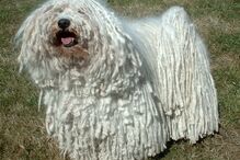 cães, raças, inteligência, animais