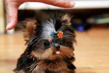 cães, raças, inteligência, animais