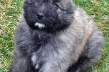 cães, raças, inteligência, animais